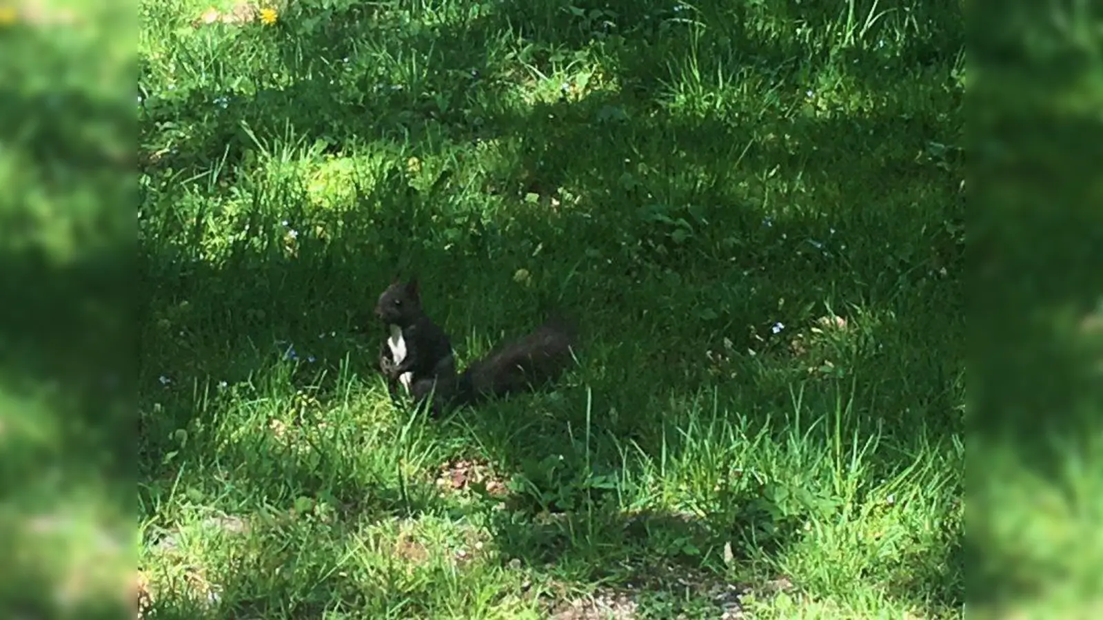 Da junge Eichhörnchen, wenn sie in großer Not sind, auch am Menschen hochklettern bzw. ihm hinterher laufen, wird oft befürchtet, diese Tiere könnten mit Tollwut infiziert sein. Diese Angst ist aber unbegründet. (Foto: bb)