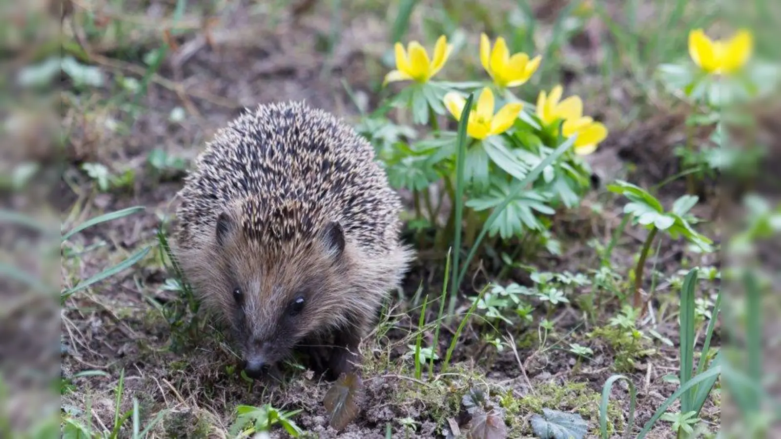 Igel sind flinke und äußerst geschickte Jäger. Sie gehören zwar zu den Insektenfressern, sind aber auch Würmern, Schnecken und anderen Kleintieren nicht abgeneigt. (Foto: Uwe Kunze/ pixelio.de)