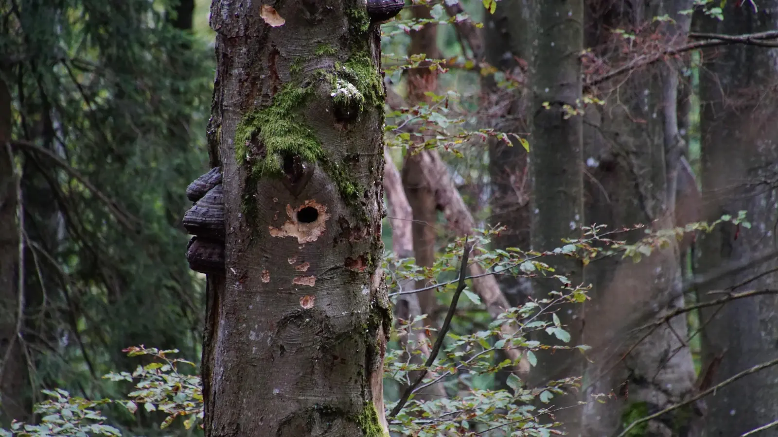 Es gibt Hinweise, dass Spechte ihre Höhlen besonders gerne in Bäume bauen, deren Holz bereits von Baumpilzen geschwächt ist.  (Foto: Simon Niederbacher )