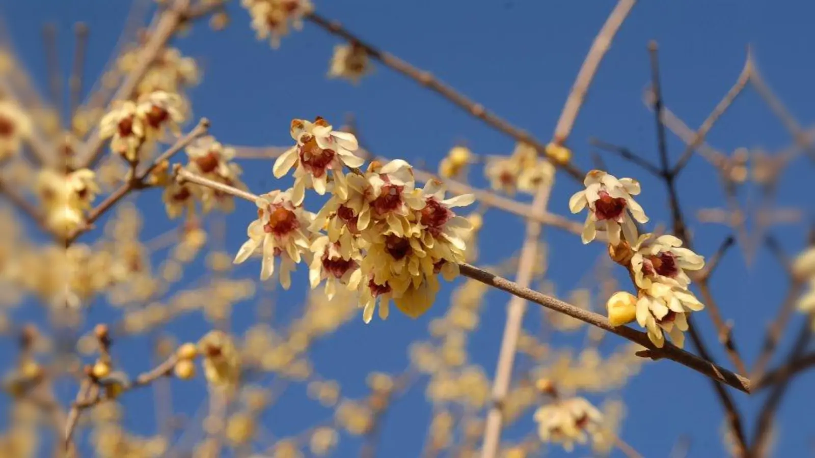 Die Chimonanthus praecox, Chinesische oder Frühe Winterblüte, hat duftende Blüten, die Bienen anlockt. SIe ist im Botanischen Garten im Systemgarten (südöstlicher Teil) zu finden. (Foto: Dr. Ehrentraud Bayer, Botanischer Garten München-Nymphenburg)