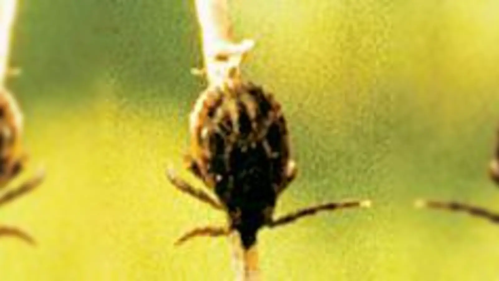 Zecke auf einem Zweig.	 (Foto: Baxter BioScience)