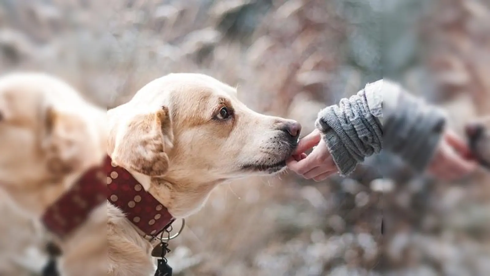 Der Welttiertag appelliert an eine gute Beziehung zwischen Tier und Mensch. (Foto: Lepale, CC0)