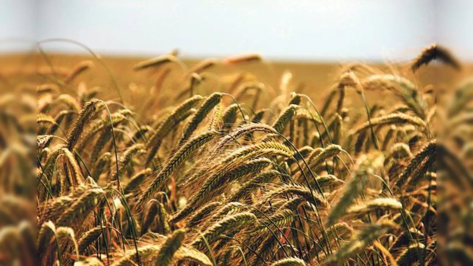 Landwirtschaft ist einer von mehreren Ausgangspunkten unserer Lebensmittel. Der Fotowettbewerb des Landwirtschaftsministeriums will zum Nachdenken über Einkaufs- und Konsumverhalten anregen.	 (Foto: AnnaER, C00)