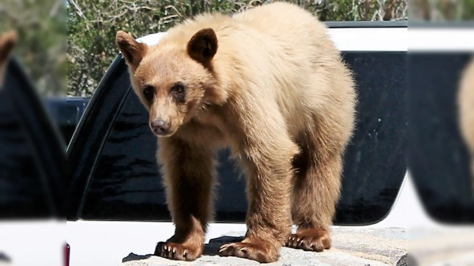 In manchen Regionen der Erde, wie etwa in Nordamerika, ist es nicht ungewöhnlich, dass man Bären zu Gesicht bekommt. Mensch und Tier haben sich dort arrangiert. (Foto: bb)
