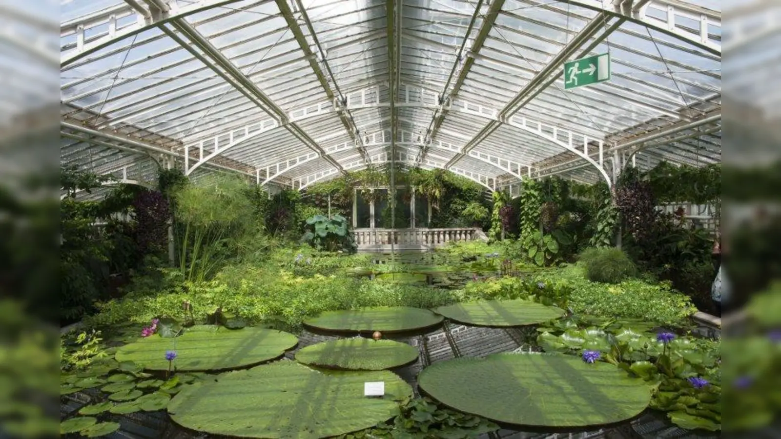 Im tropischen Victoriahaus des Botanischen Gartens München-Nymphenburg erhalten Besucher einen Eindruck des feuchten und warmen Klimas, dem die Botaniker Martius und Spix während ihrer Brasilienreise ausgesetzt waren. Im Haus sind die riesigen Schwimmblätter der Victoria-Riesenseerose aus dem Amazonasgebiet zu sehen. (Foto: Franz Höck,  Botanischer Garten München-Nymphenburg)