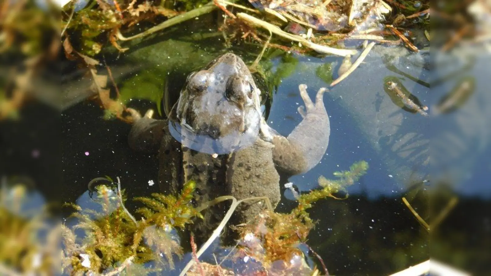 Trotz seines Namens ist der Grasfrosch von der Grundfarbe her eher braun, zum Teil auch rötlich oder olivfarben. (Foto: Tierschutzverein München)