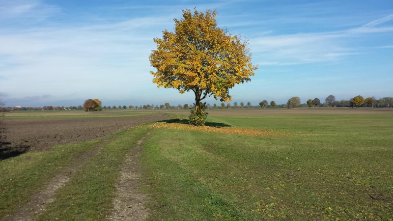 Eine laubreiche Angelegenheit: So langsam herbstelt es im Freistaat Bayern.  (Foto: Stefan Dohl)