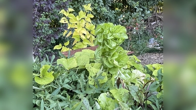 Auch eine Pflanzentauschbörse gehört zum Angebot im Oktober. Die sollte man nicht verpassen! (Foto: hw)