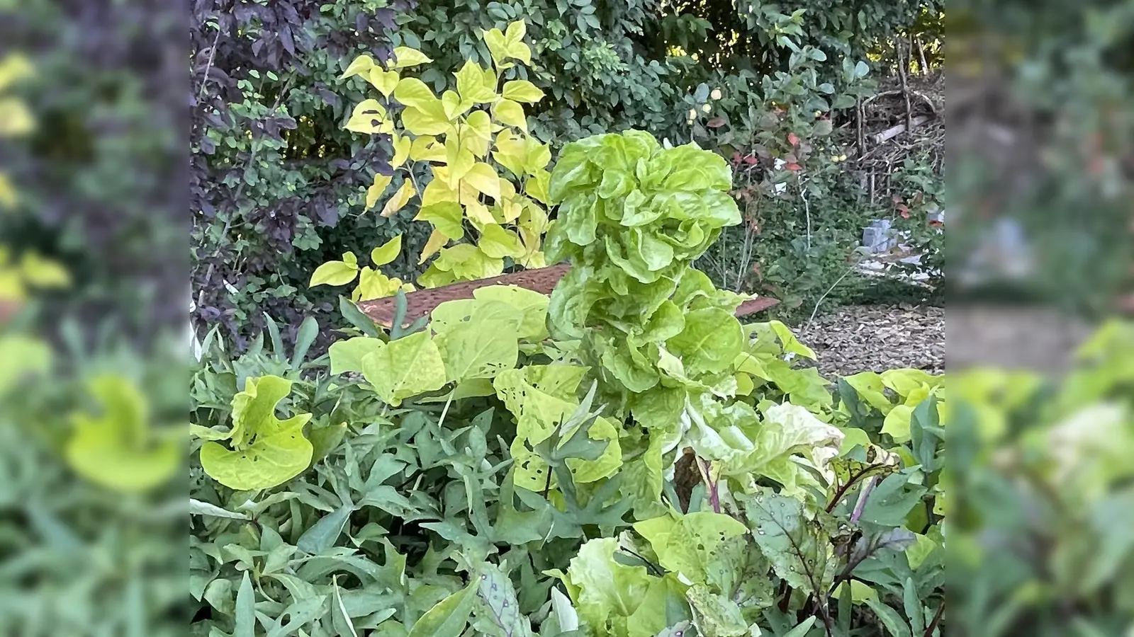 Auch eine Pflanzentauschbörse gehört zum Angebot im Oktober. Die sollte man nicht verpassen! (Foto: hw)