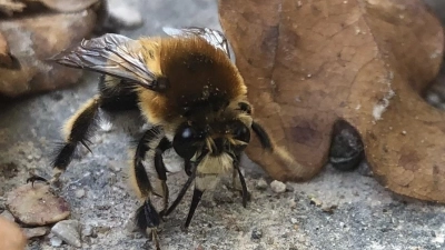 Auch die bedrohte Gebänderte Pelzbiene ist inzwischen im Prinz-Eugen-Park heimisch geworden, ebenso wie viele weitere Wildbienenarten. (Foto: Simone Paffrath)