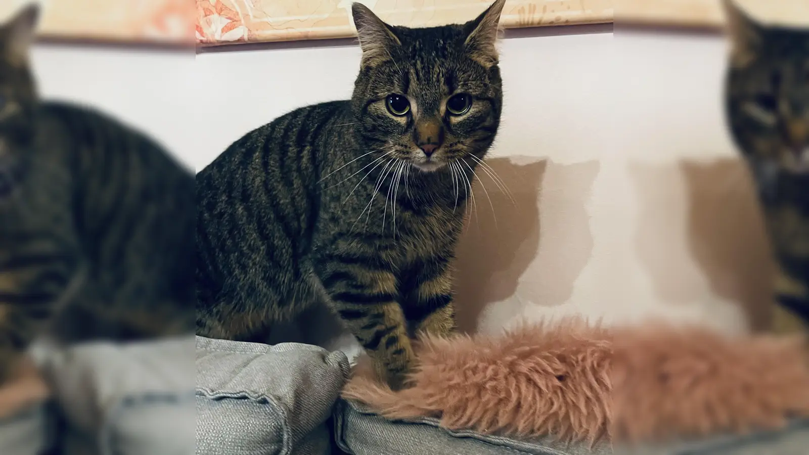 Zugunsten des Bundes der Katzenfreunde findet am kommenden Sonntag, 18. August, ein Flohmarkt statt. (Foto: hw)