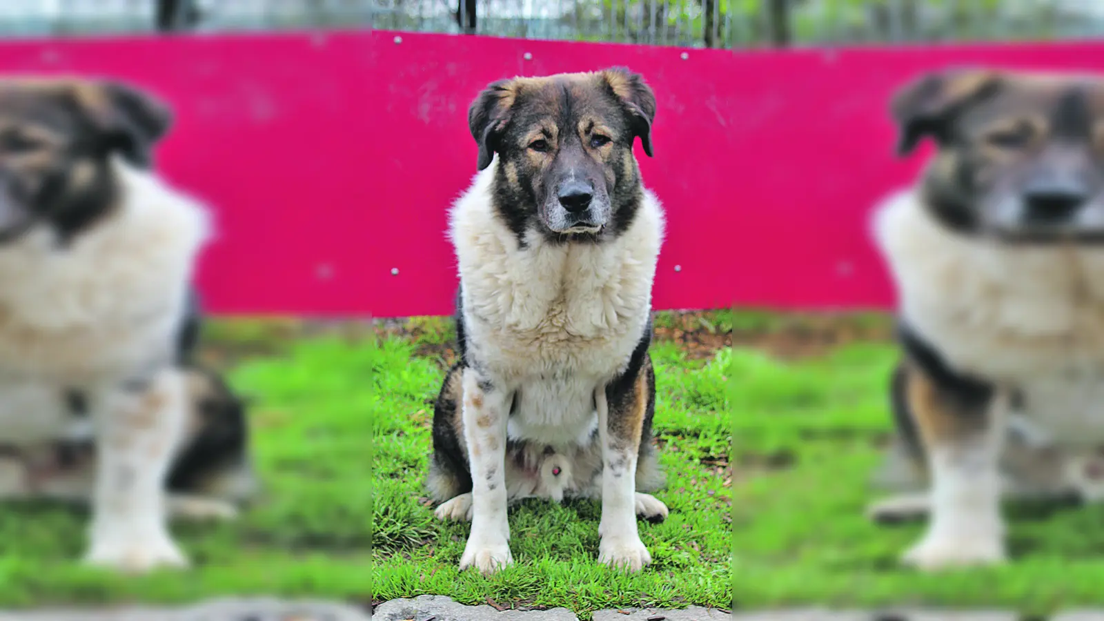 Karakatschan-Mischlingsrüde Sammy. (Foto: Tierheim Riem)