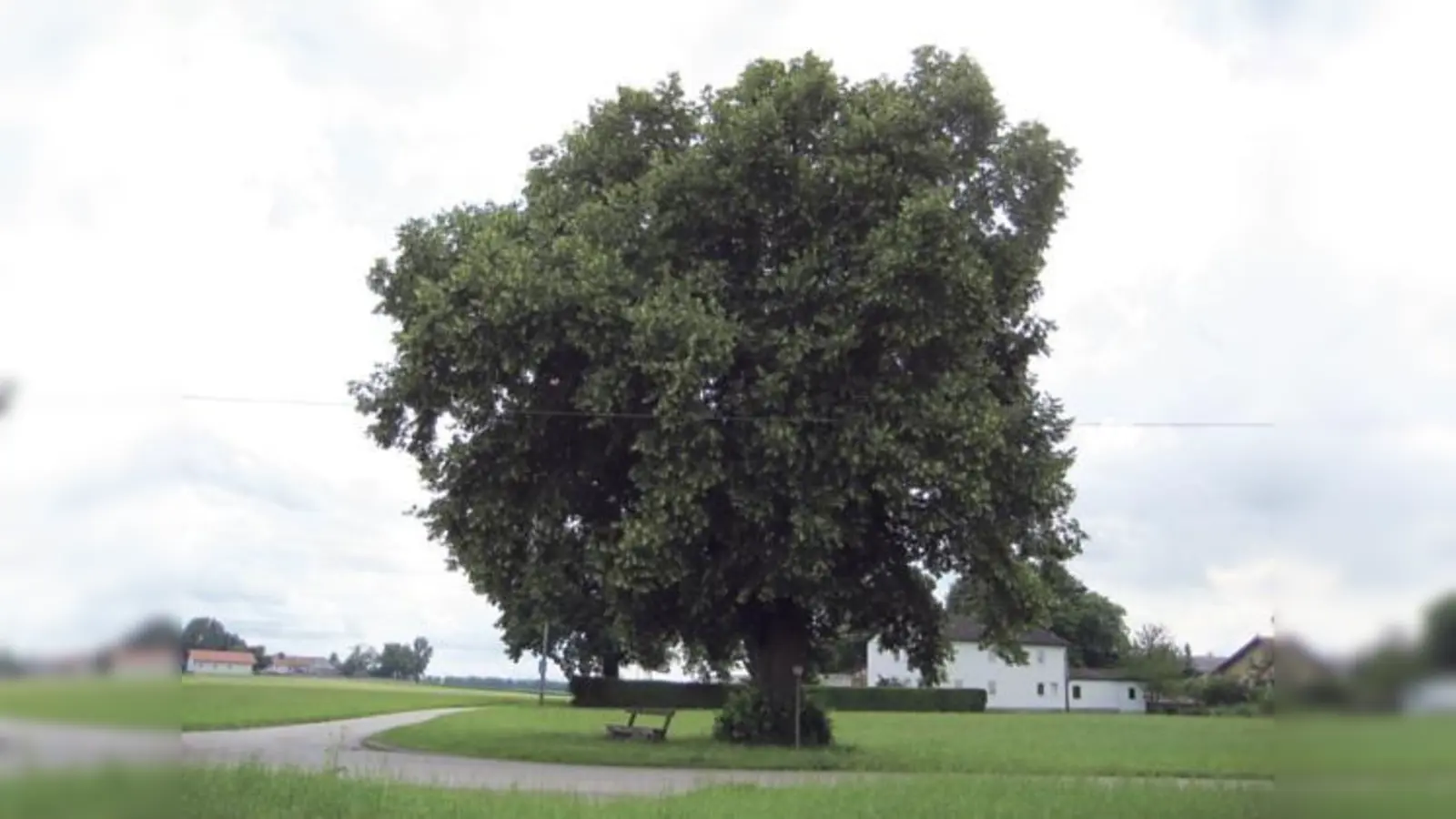 Die Prinzregentenlinde bei Gelting, ein Jahrhunderte altes Naturdenkmal steht unter Schutz.	 (Foto: H. Käsbauer)