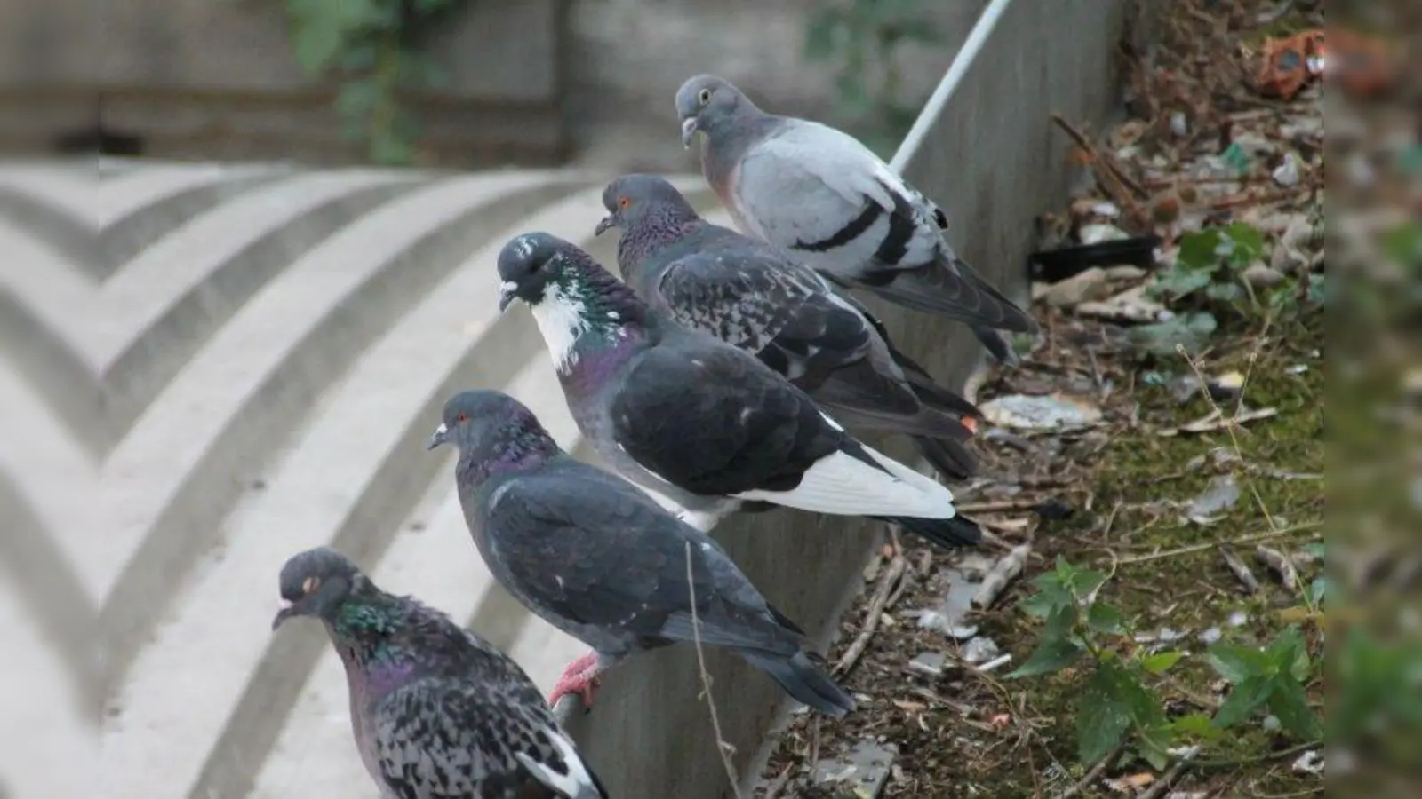 Seit Jahren kämpfen Lokalpolitiker und Bahn gegen die Taubenplage am Bahnhof Pasing. Die Vögel störte es bisher wenig. (Foto: bb)