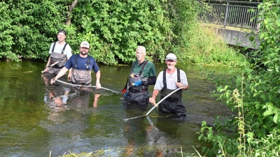 Mit der Sense im Wasser: In südlicher Richtung wurde der Seebach von Hand gemäht.  (Foto: Ursula Baumgart)