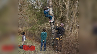 Auch heuer können Jugendliche im Nonnenwald beim gesicherten Baumklettern hoch hinaus. (Foto: LRA)