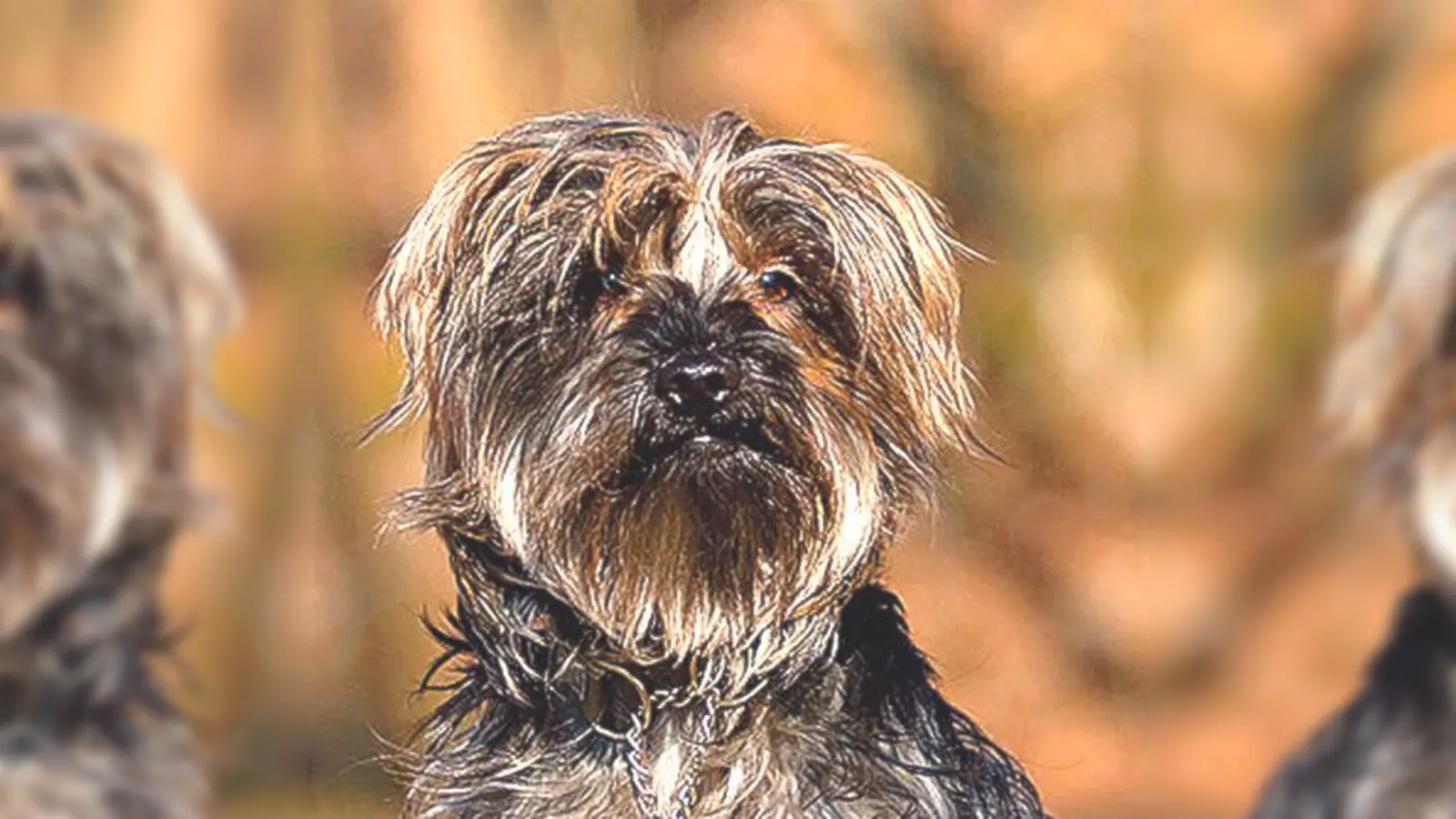 Der Pudel-Yorkshire-Mix Elvis und seine Schwester Evita suchen ein neues Zuhause.	 (Foto: VA)