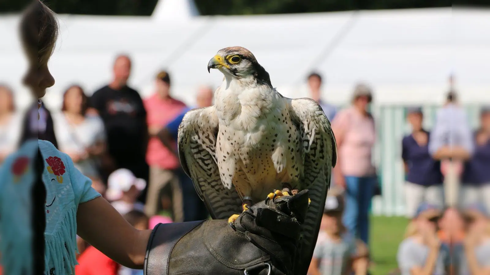 Die Greifvogelschau begeistert jedes Jahr aufs Neue die Kinder, die das Waldfest besuchen. (Foto: VA)