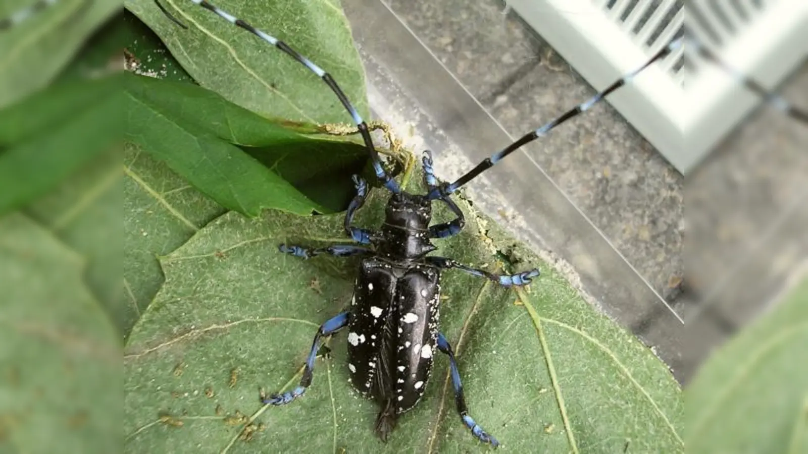Der Asiatische Laubholzbockkäfer.  (Foto: Gemeinde Feldkirchen)