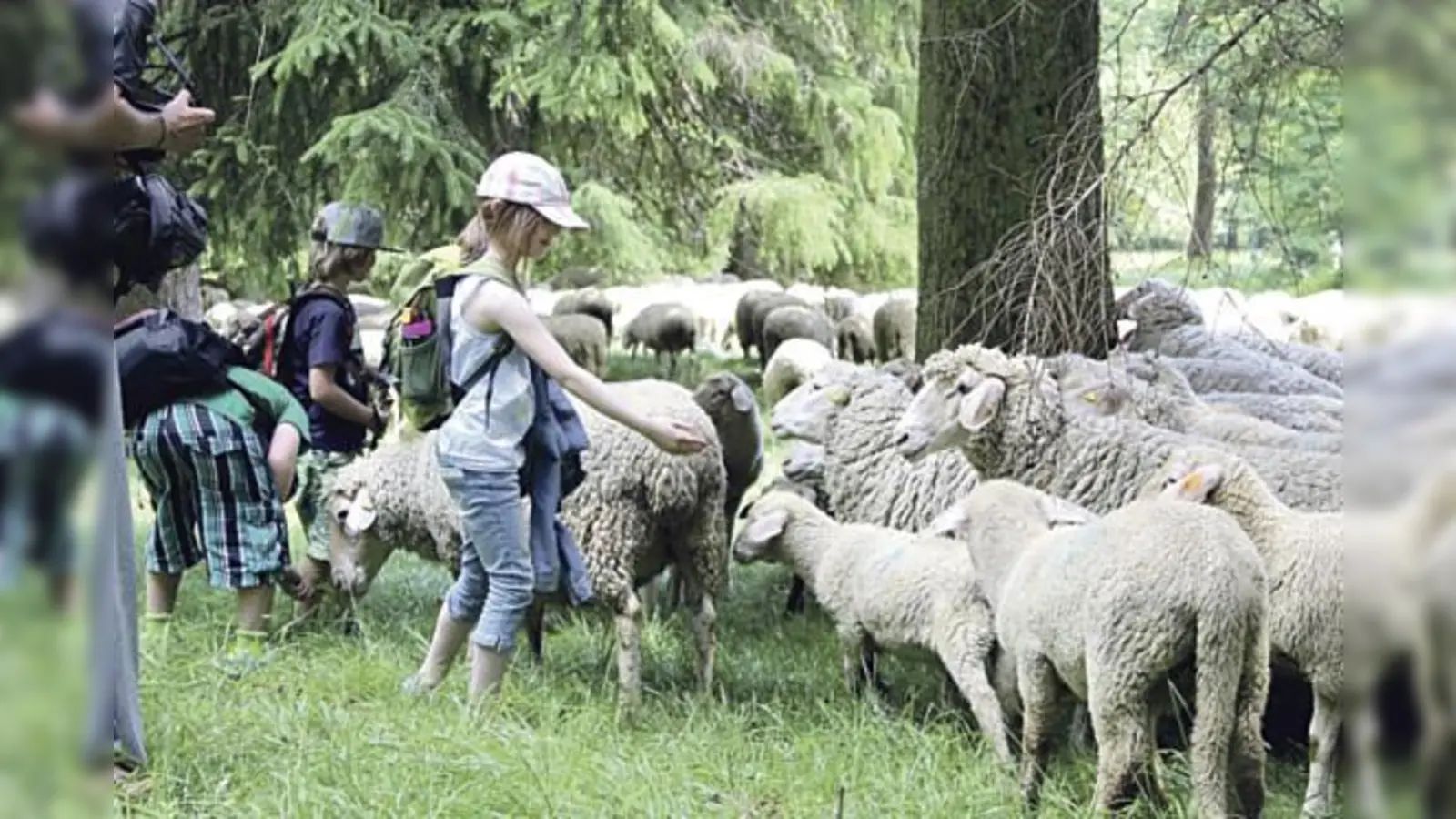 Erlebnisreiche Wochenenden mit den Schafen des Englischen Gartens erleben  bis 30. Juli.	 (Foto: VA)