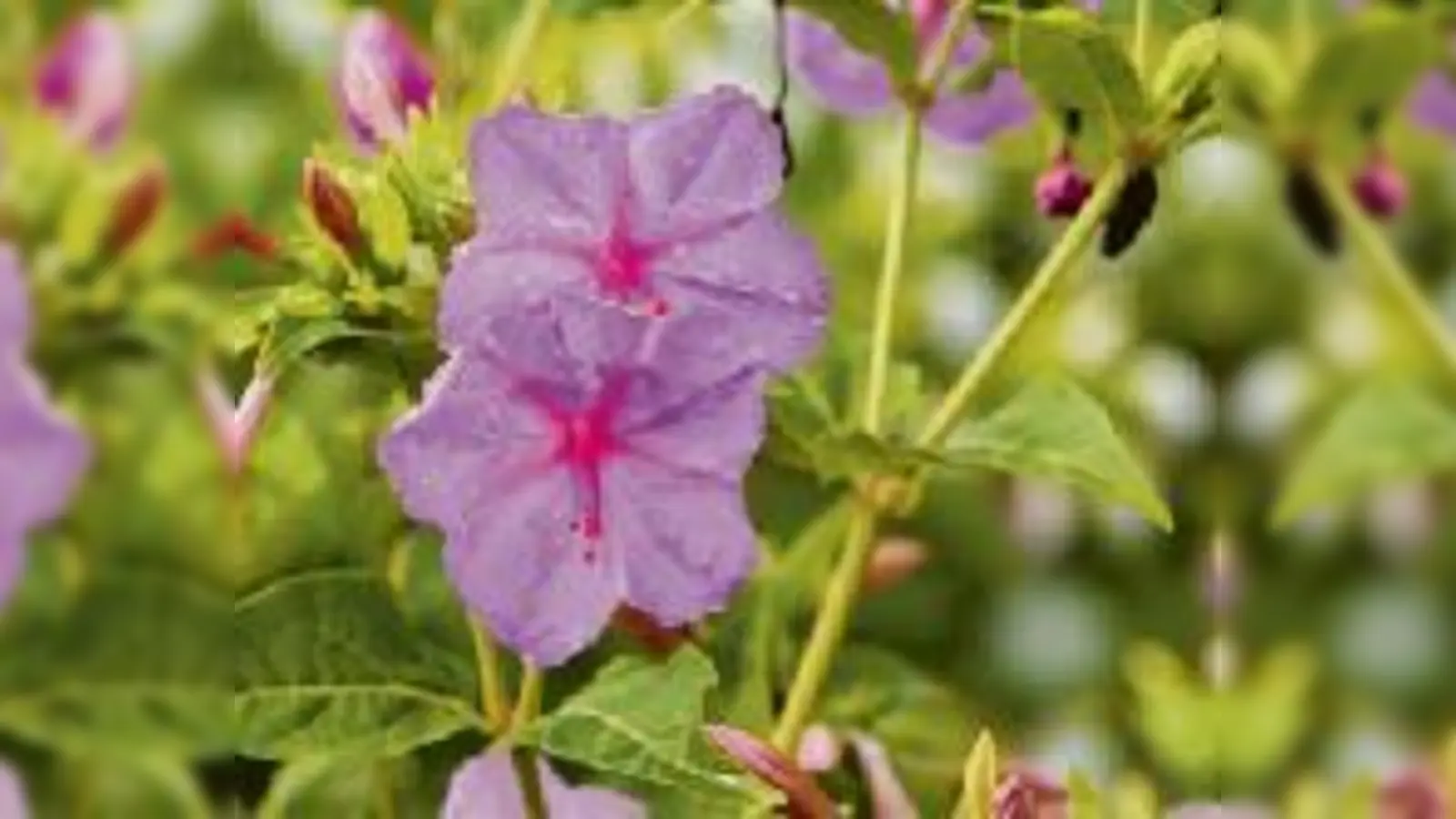 Einige Pflanzen öffnen ihre Blüten bevorzugt nachts  wie die Wunderblume.	  (Foto: VA)