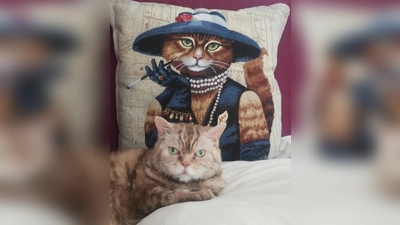 Katzen sind tolle Mitbewohner. Bevor man jedoch eine adoptiert, sollte man sich erkundigen, welche Bedürfnisse so ein Tier hat. (Foto: tab)