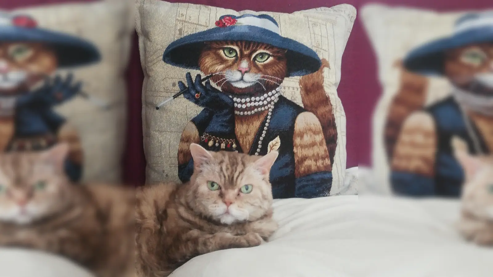 Katzen sind tolle Mitbewohner. Bevor man jedoch eine adoptiert, sollte man sich erkundigen, welche Bedürfnisse so ein Tier hat. (Foto: tab)