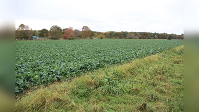 Die Bürger stellen sich Ideen, auf den Sollner Feldern zu bauen, entgegen. (Foto: job)