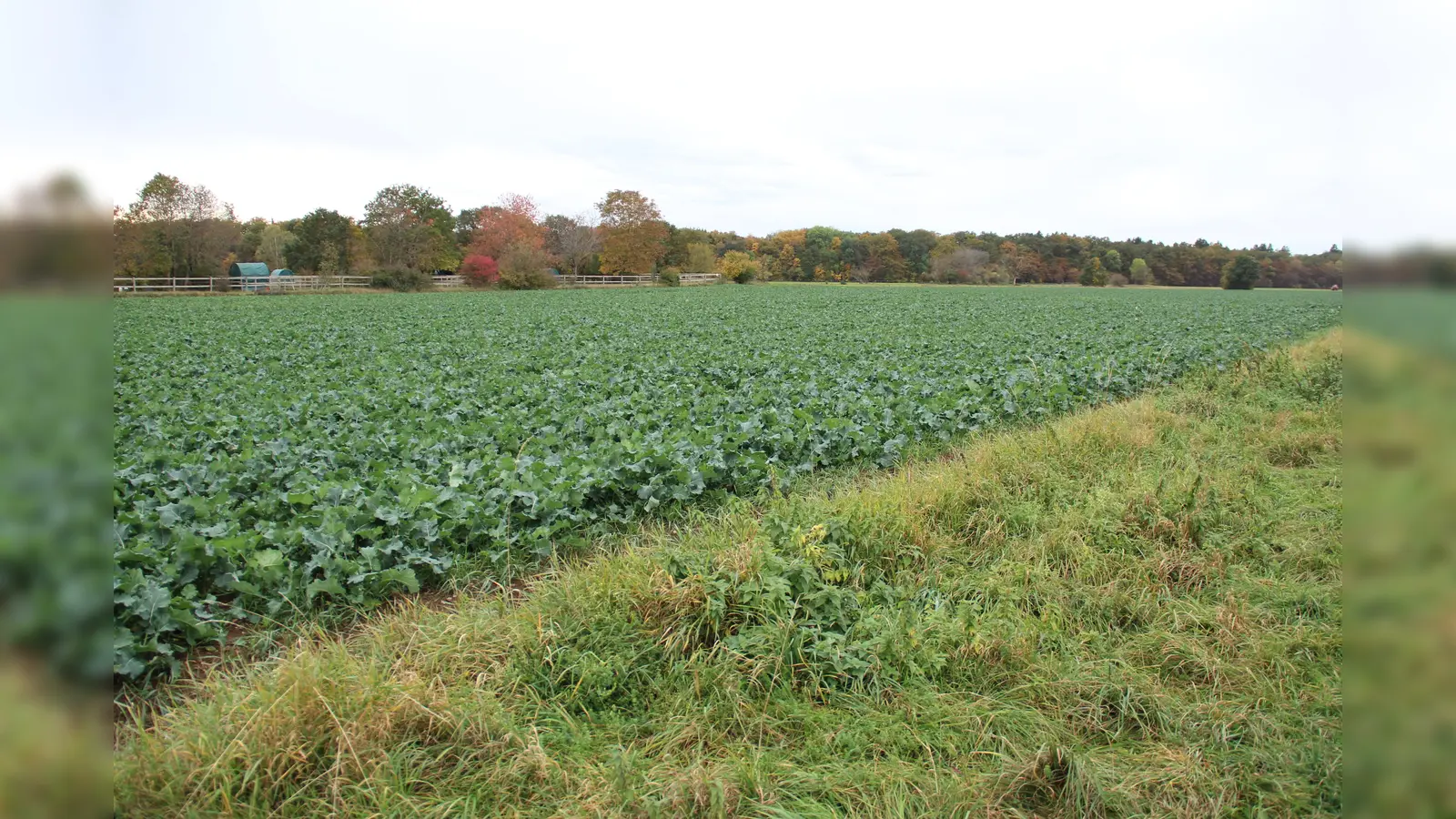 Die Bürger stellen sich Ideen, auf den Sollner Feldern zu bauen, entgegen. (Foto: job)