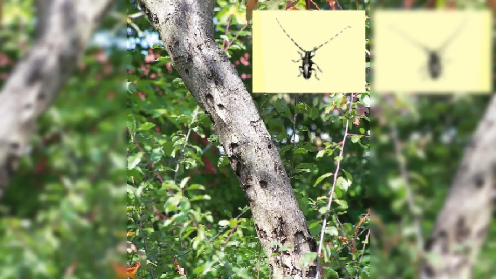 Der  25 bis 40 Millimeter große Asiatische Laubholzbockkäfer befällt bevorzugt Ahorn, Rosskastanie, Birke, Weide und Pappel.	 (Foto: LfL)
