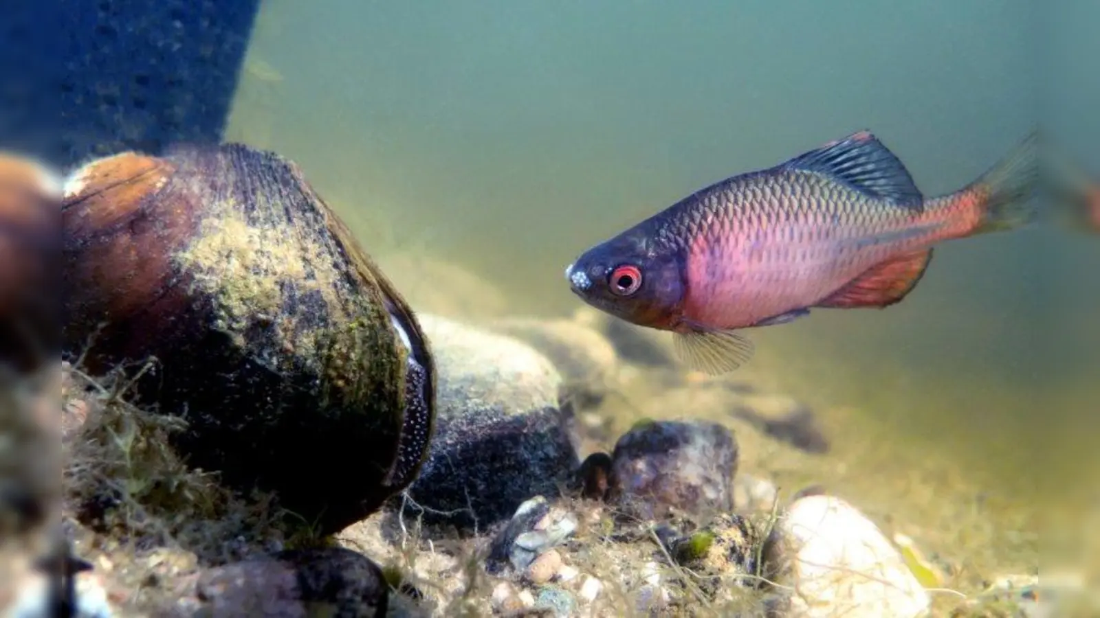Die Teichmuschel und der Bitterling helfen sich gegenseitig, ihre Nachkommen zu schützen. (Foto: Michael Wurm, creative commons)