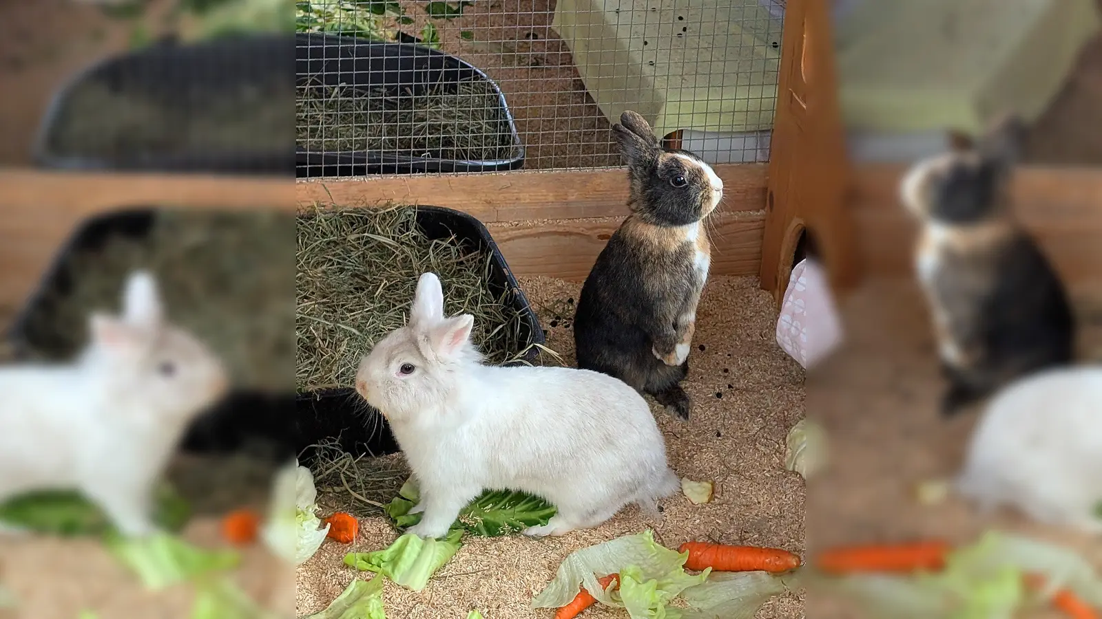 Zwergkaninchen Lumpeline und Bunny. (Foto: Tierheim Riem)