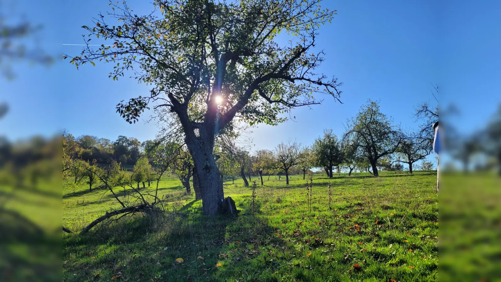 Wer eine Streuobstwiese kennt oder besitzt, möchte sich bitte bei der unteren Naturschutzbehörde melden. (Foto: M. Glöckner)