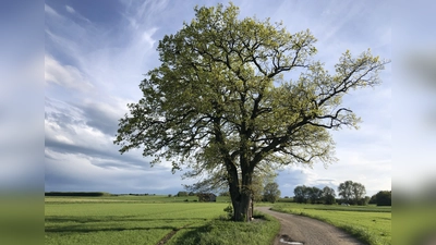 Schöne Bäume wie diese Eiche brauchen ab und an einen Pflegeschnitt.  (Foto: pst)