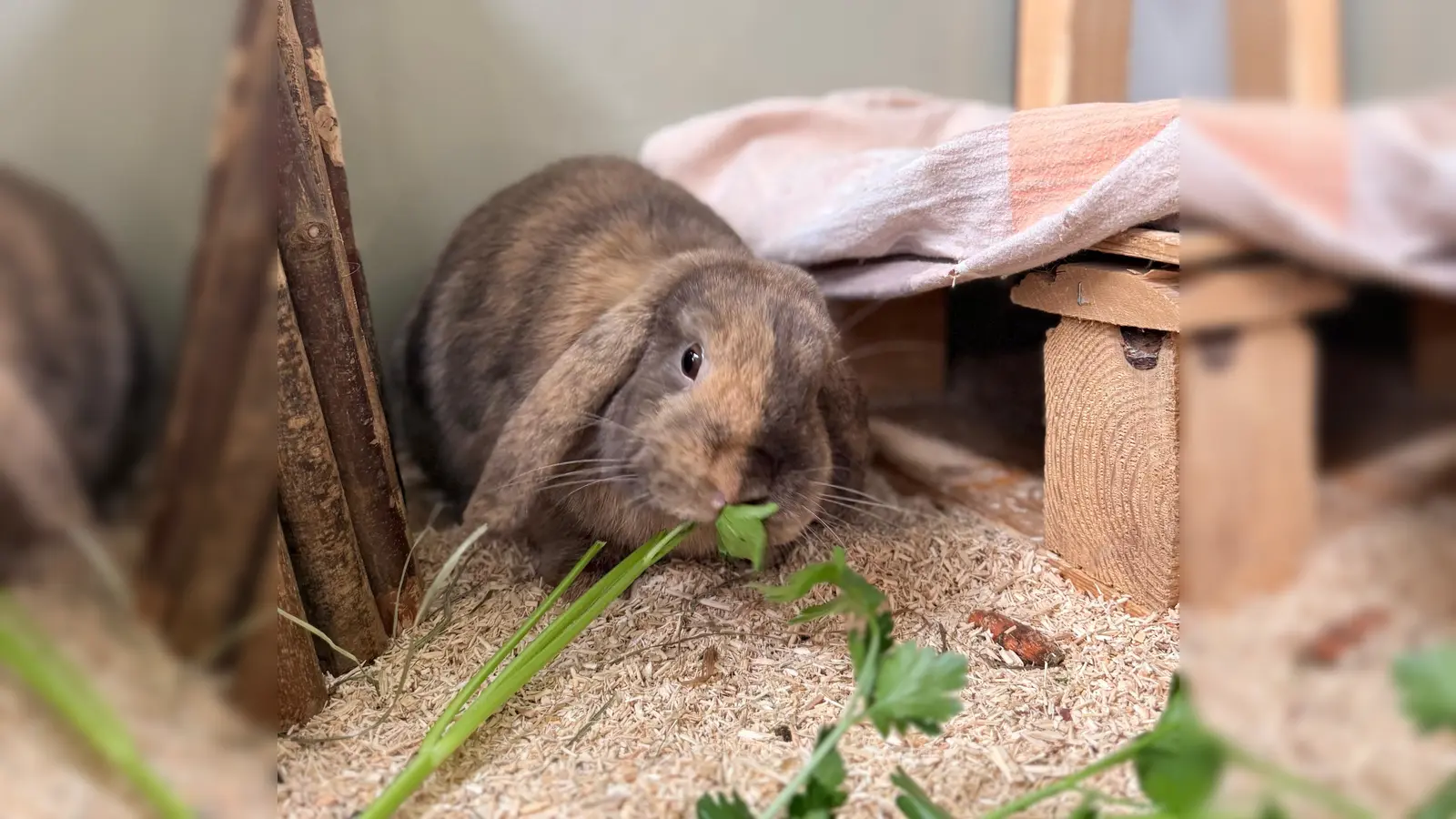 Charakterlich ist Mocca sehr zutraulich, neugierig und offen. (Foto: Tierheim Riem)