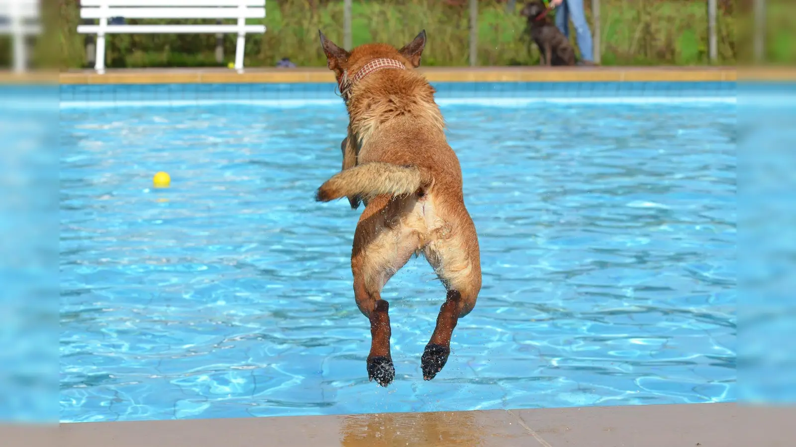 Die Saison endet in diesem Jahr erstmals mit einem Hundeschwimmen: schon an diesem Sonntag von 10 bis 16 Uhr. (Foto: Pixabay)