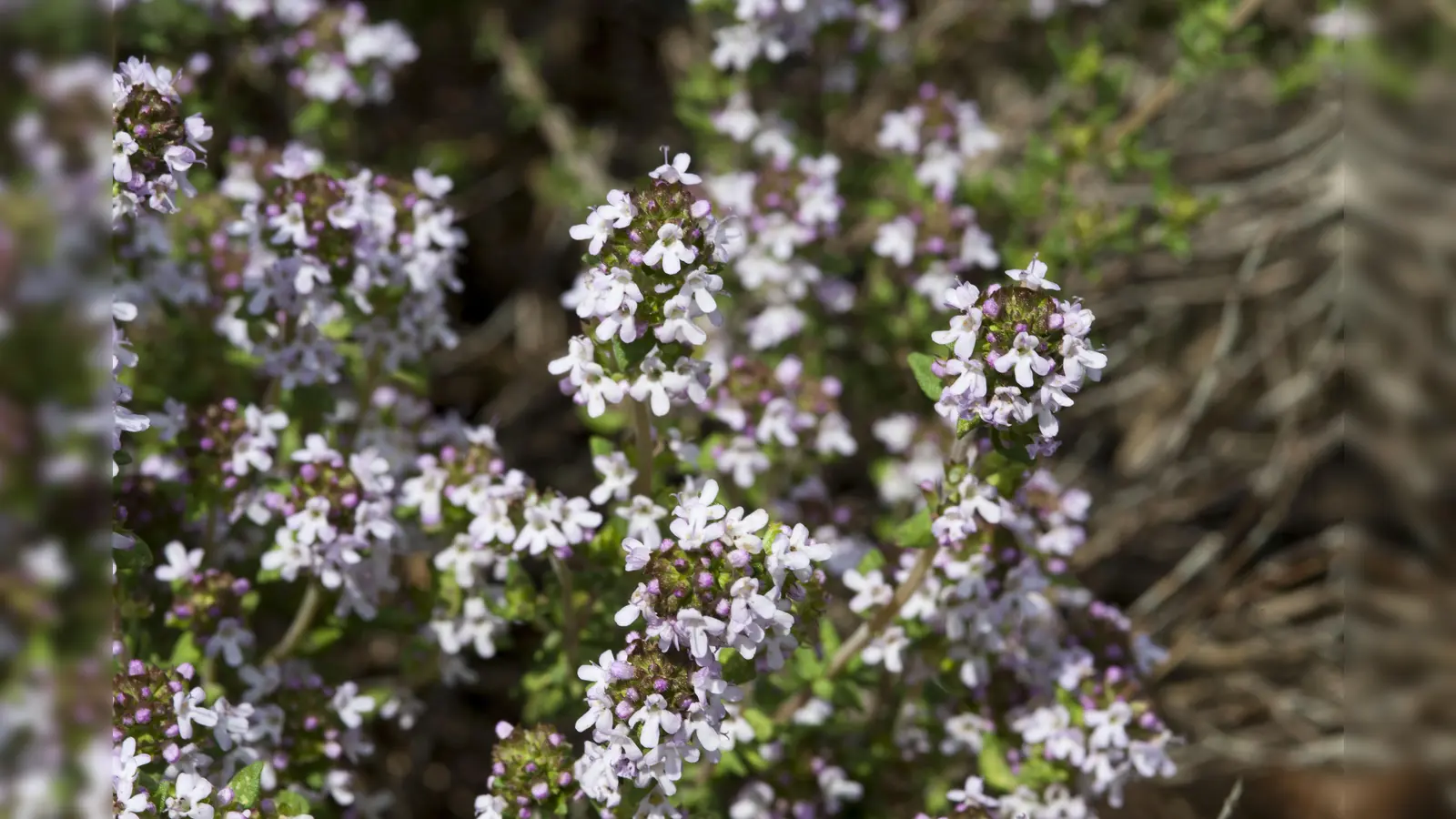 Über Heilwirkungen und Gebräuche, die mit verschiedenen Kräutern zusammenhängen, wird die Diplombiologin Gertraud Beck bei ihrer Führung am Sonntag, 28. Juli um 14.00 Uhr im Freiland des Botanischen Gartens berichten.  (Foto: Franz Höck)