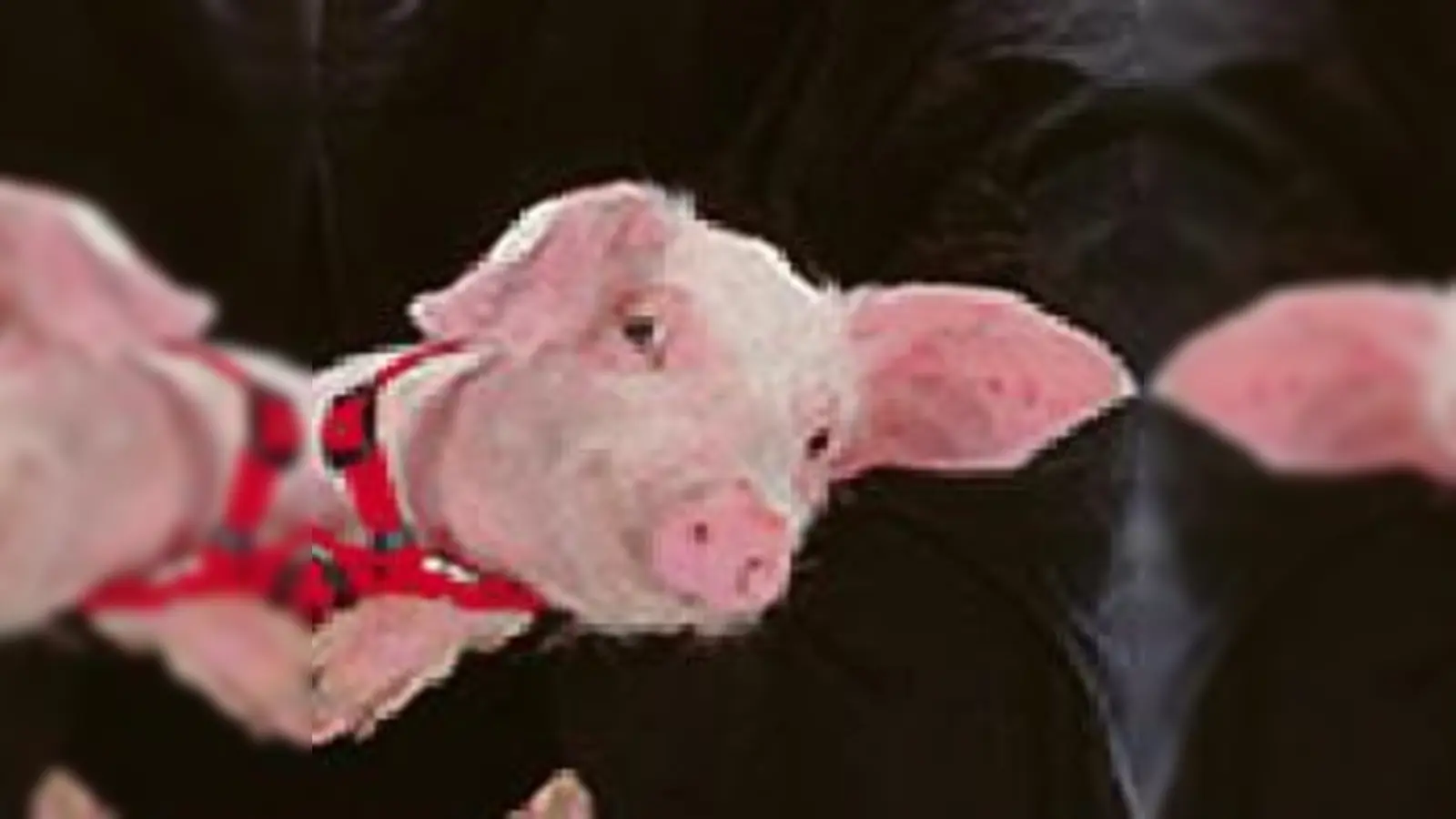 »My Pig« von Nezaket  (Foto: Rüdiger Lubricht)