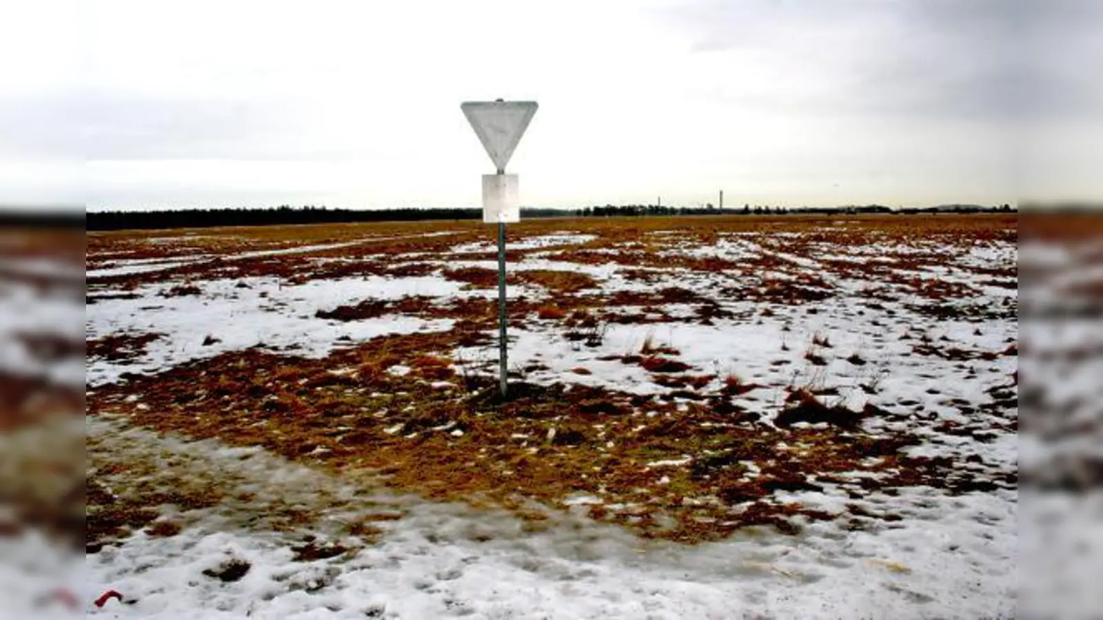 Momentan gibt es auf der Panzerwiese noch seltene Pflanzen und Tiere. 	 (Foto: ws)