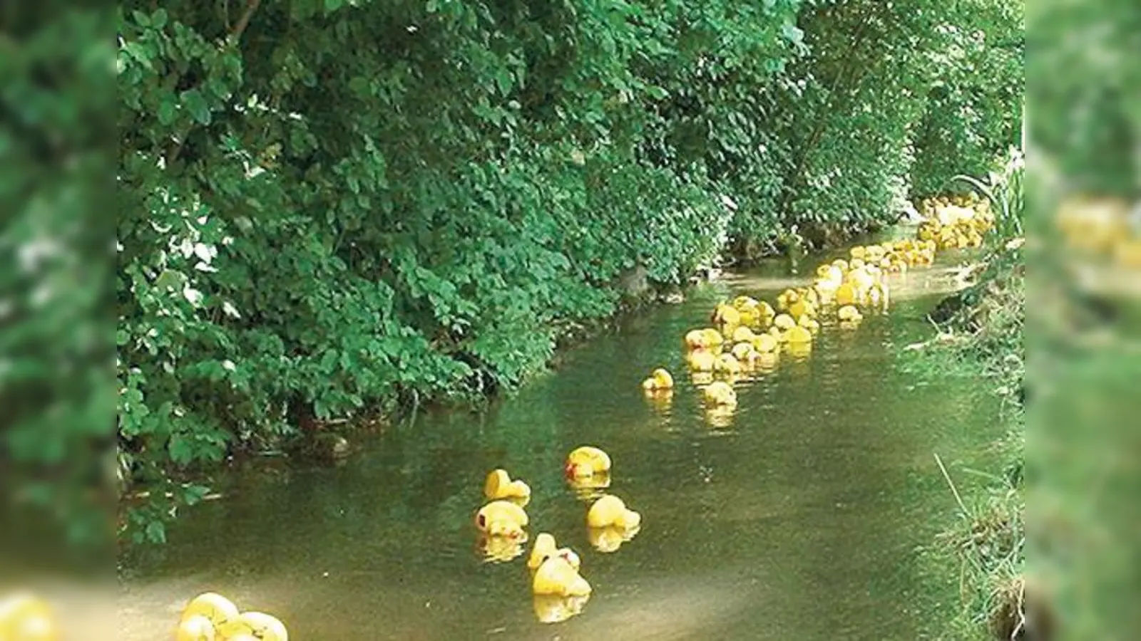Die FDP lädt am 24. Juli zum fröhlichen Entenrennen auf dem Hachigner Bach in Neubiberg ein.	 (Foto: VA)