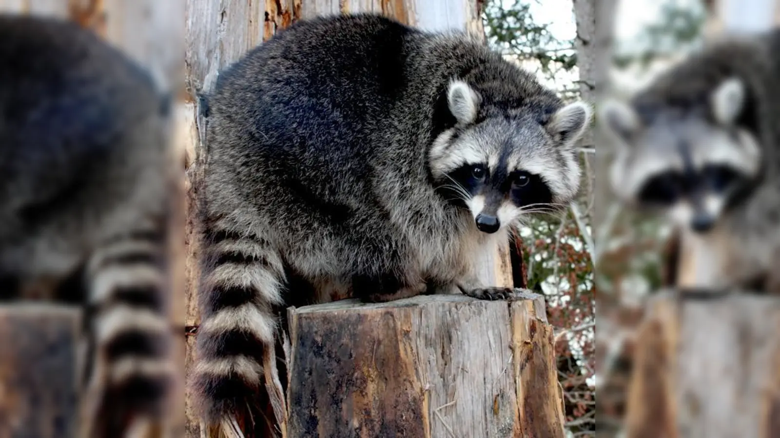 Putzig, aber bei Bayerns Jägern nicht gut gelitten: Waschbär.  (Foto: Agentur Piclease/Gailberger)