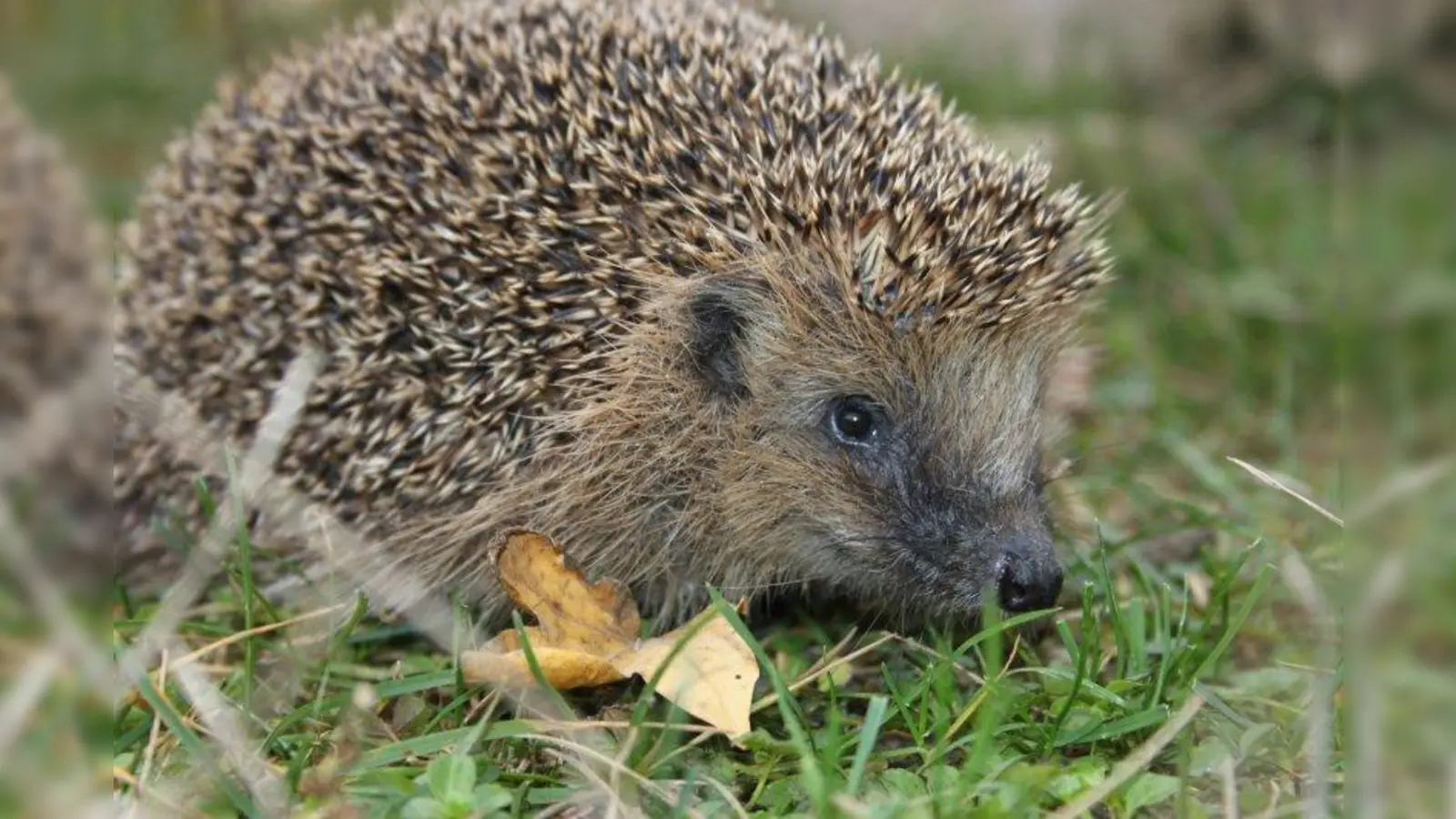 Stacheligel können sich einrollen, wenn sie sich bedroht fühlen. Auf die nachtaktiven Tiere stößt man vorwiegend in der Dämmerung und Dunkelheit. (Foto: Tierheim München)