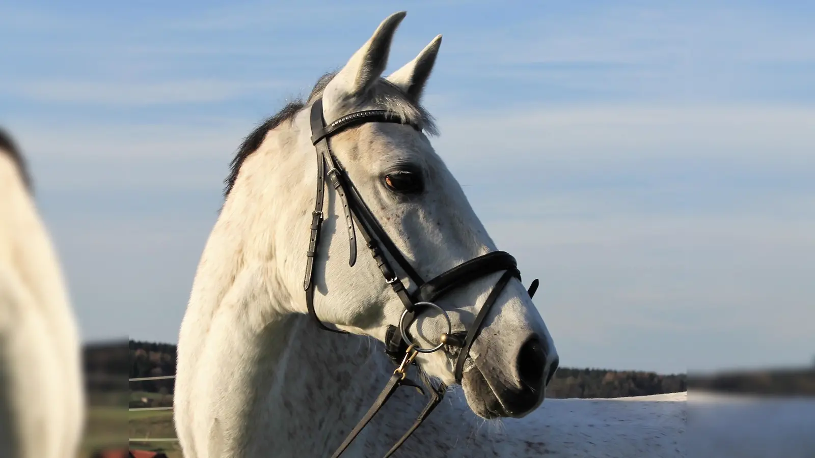 Hoch zu Ross kommt St. Martin an seinem Namenstag zur Erlöserkirche. (Symbolb.: dek)