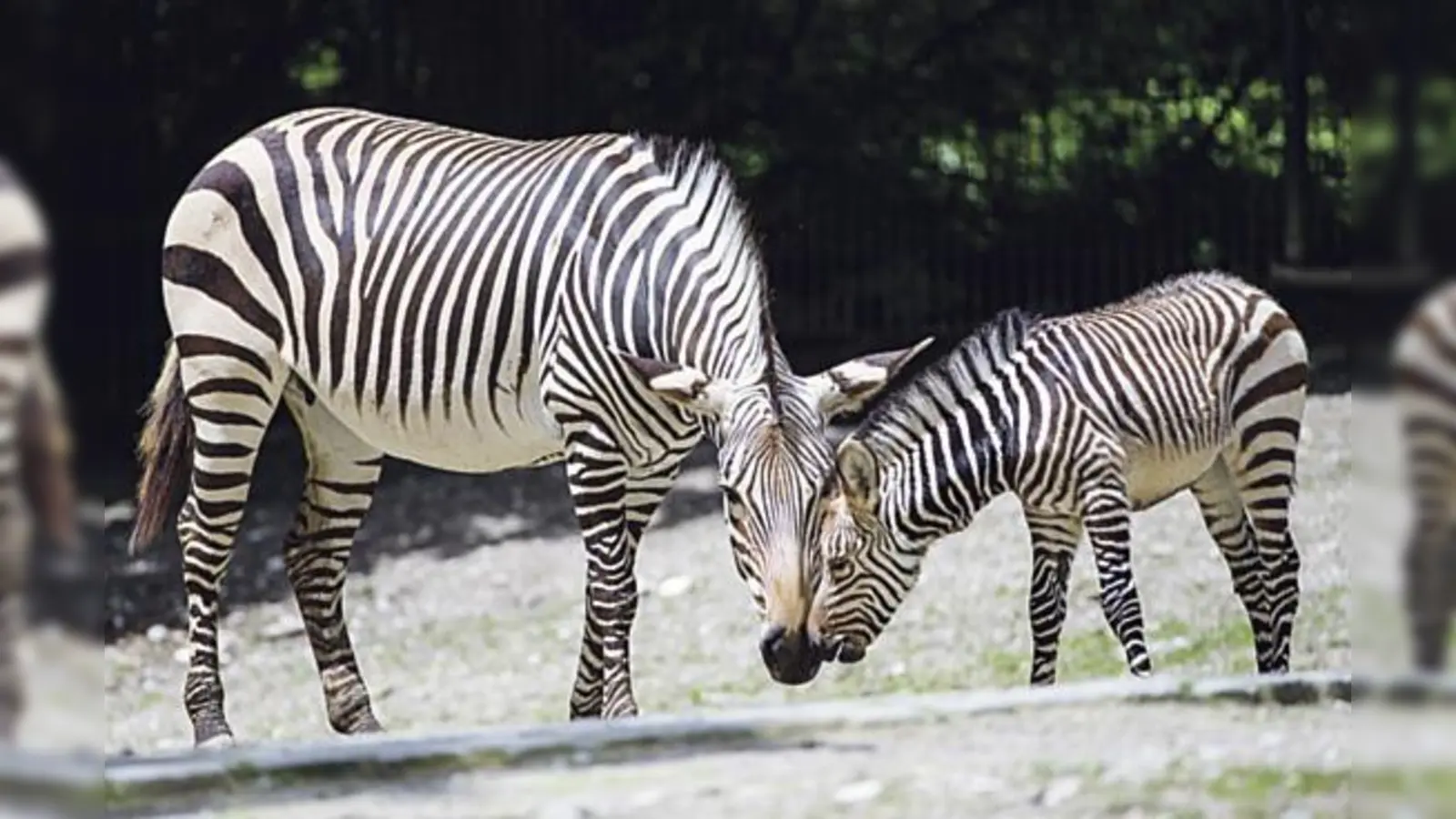 Im Tierpark Hellabrunn gibt es auch bei den Zebras Nachwuchs zu bewundern. 	 (Foto: Tierpark Hellabrunn)