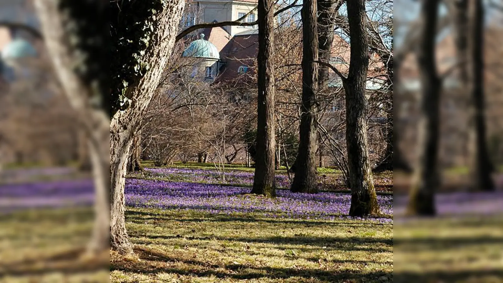 Frühlings-Krokus im Baumgarten des Botanischen Gartens.  (Foto: VA)