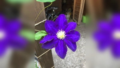 Beim Ikebana bilden Formen und Farben von Pflanzen eine Einheit mit der Vase und dem Arrangement im Raum. (Foto: pst)