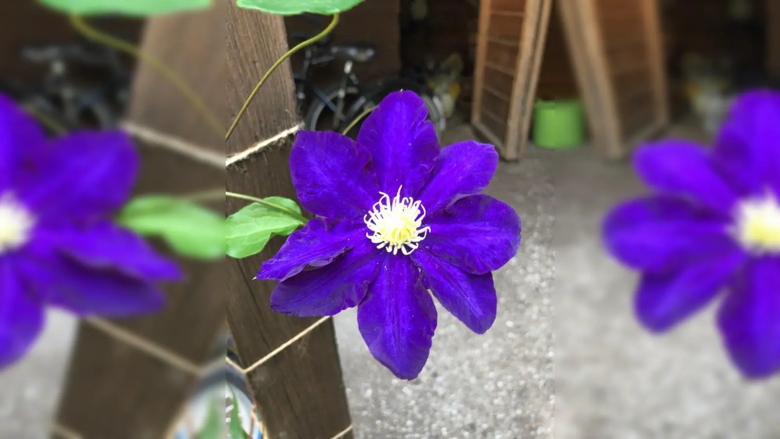 Beim Ikebana bilden Formen und Farben von Pflanzen eine Einheit mit der Vase und dem Arrangement im Raum. (Foto: pst)