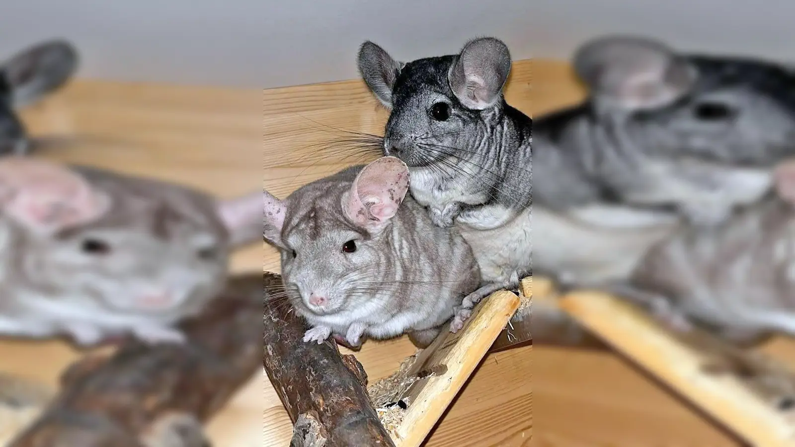 Chinchillas Juna (hell) und Buzz (dunkel). (Foto: Tierheim Riem)