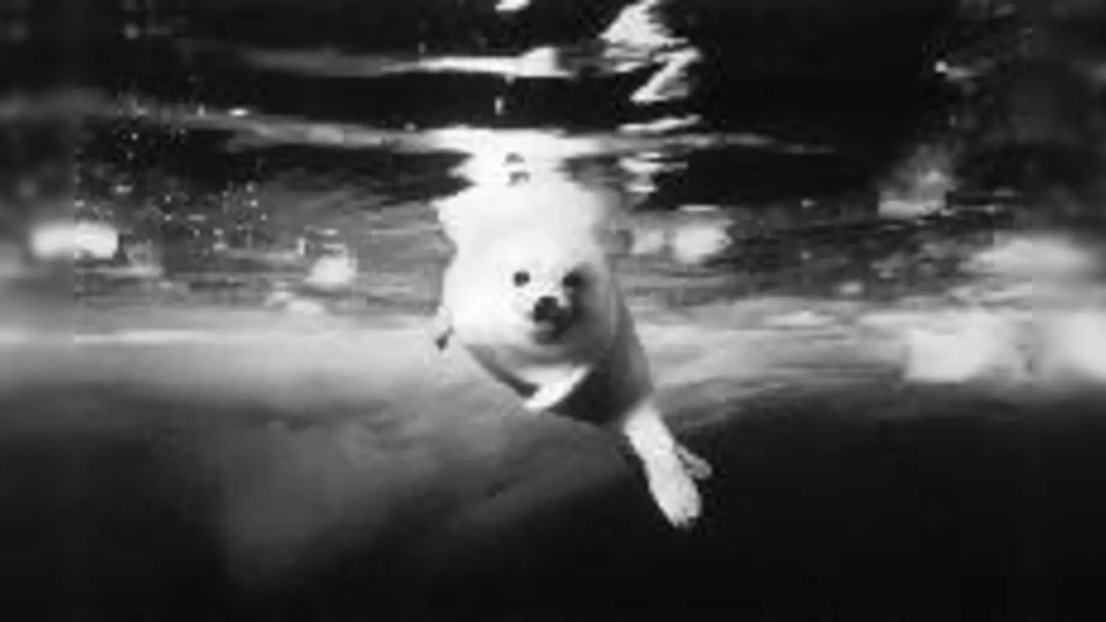 Auch Sattelrobben müssen schwimmen lernen  hier im Bild festgehalten von Brian  (Foto: B. Skerry/Natural History Museum & BBC Wildlife Magazine)