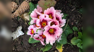 Primelgrüße von den Aubinger Geschäftsleuten. (Foto: pst)